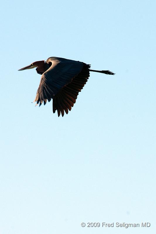 20090608_170914 D300 (1) X1.jpg - Please e-mail me if you know the names of any of these birds